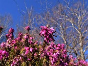 57 Erica in fiore 